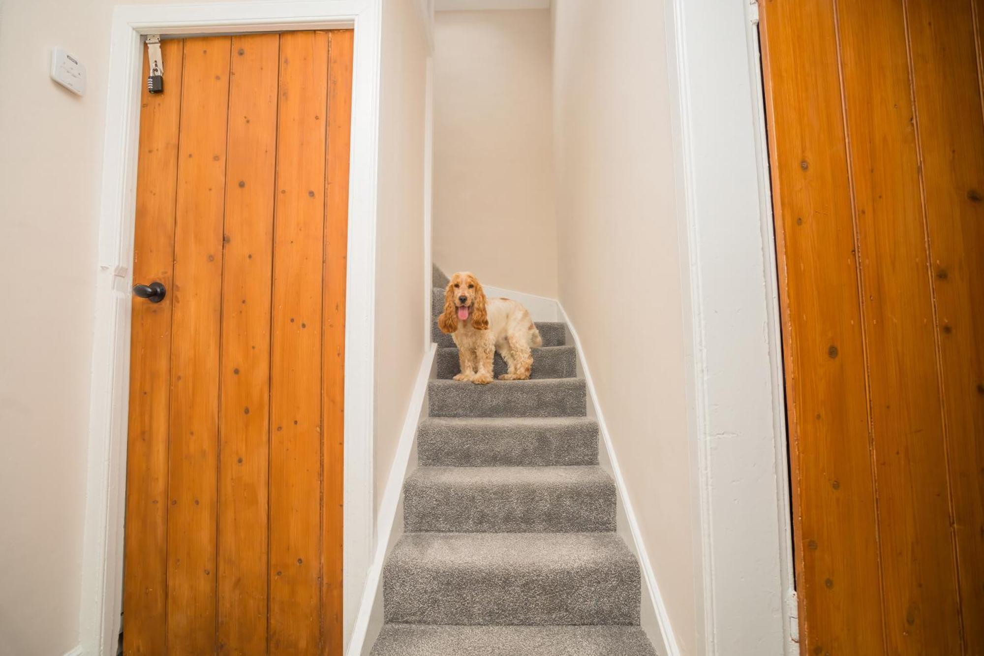 Tig Cottage - A Rural, Quirky, Pet Friendly 2 Bedroom Cottage Near Ballantrae Buitenkant foto